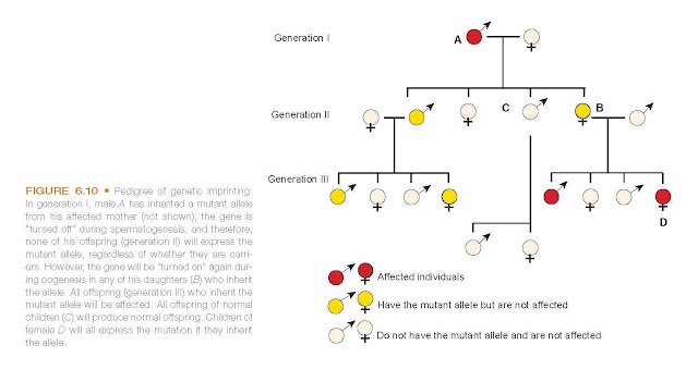 Pedigree of genetic imprinting. In generation I, male A has inherited a mutant allele from his affected mother (not shown); the gene is “turned off” during spermatogenesis, and therefore, none of his offspring (generation II) will express the mutant allele, regardless of whether they are carriers. However, the gene will be “turned on” again during oogenesis in any of his daughters (B) who inherit the allele. All offspring (generation III) who inherit the mutant allele will be affected. All offspring of normal children (C) will produce normal offspring. Children of female D will all express the mutation if they inherit the allele.