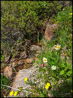 Wild Flowers at Crystal Lake Wild Flowers at Crystal Lake