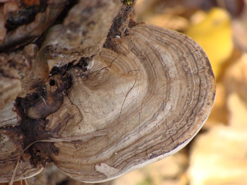 Ganoderma applanatum DSC27774