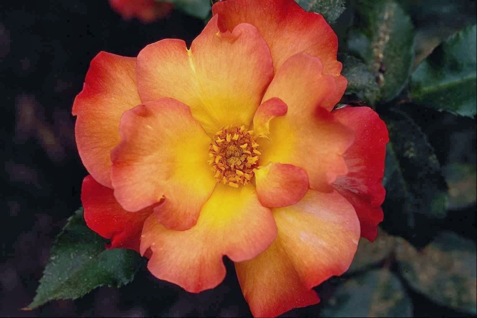 Роза мой мюнхен