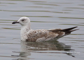 Caspian Gull 1st-winter, Cachinnans, London
