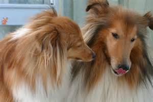 las-senales-calma-perros