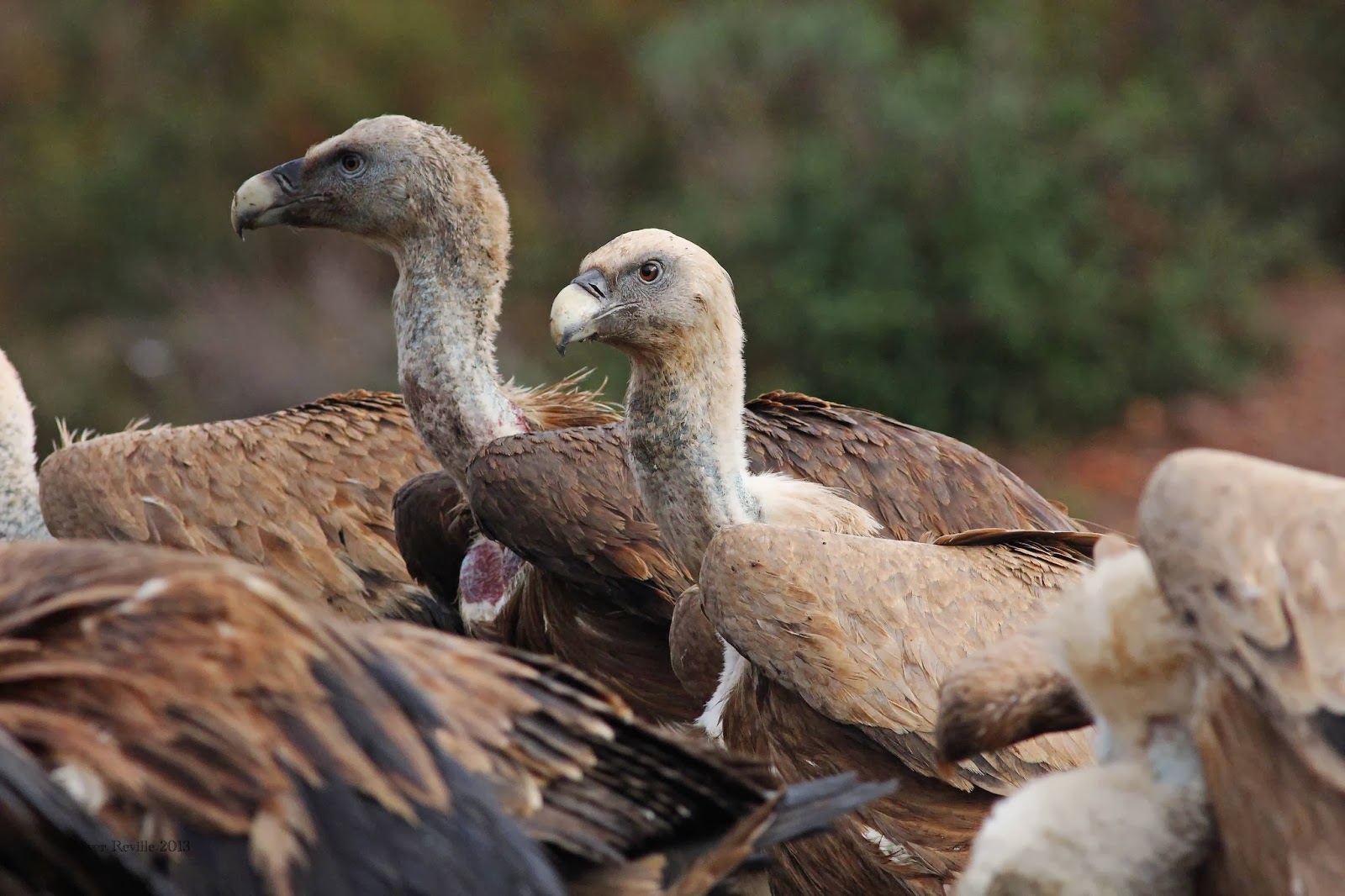 Next Generation Birders Official Blog: Raptors of Spain: Photographic ...