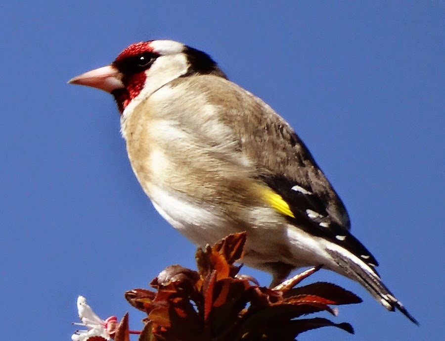 Carduelis carduelis