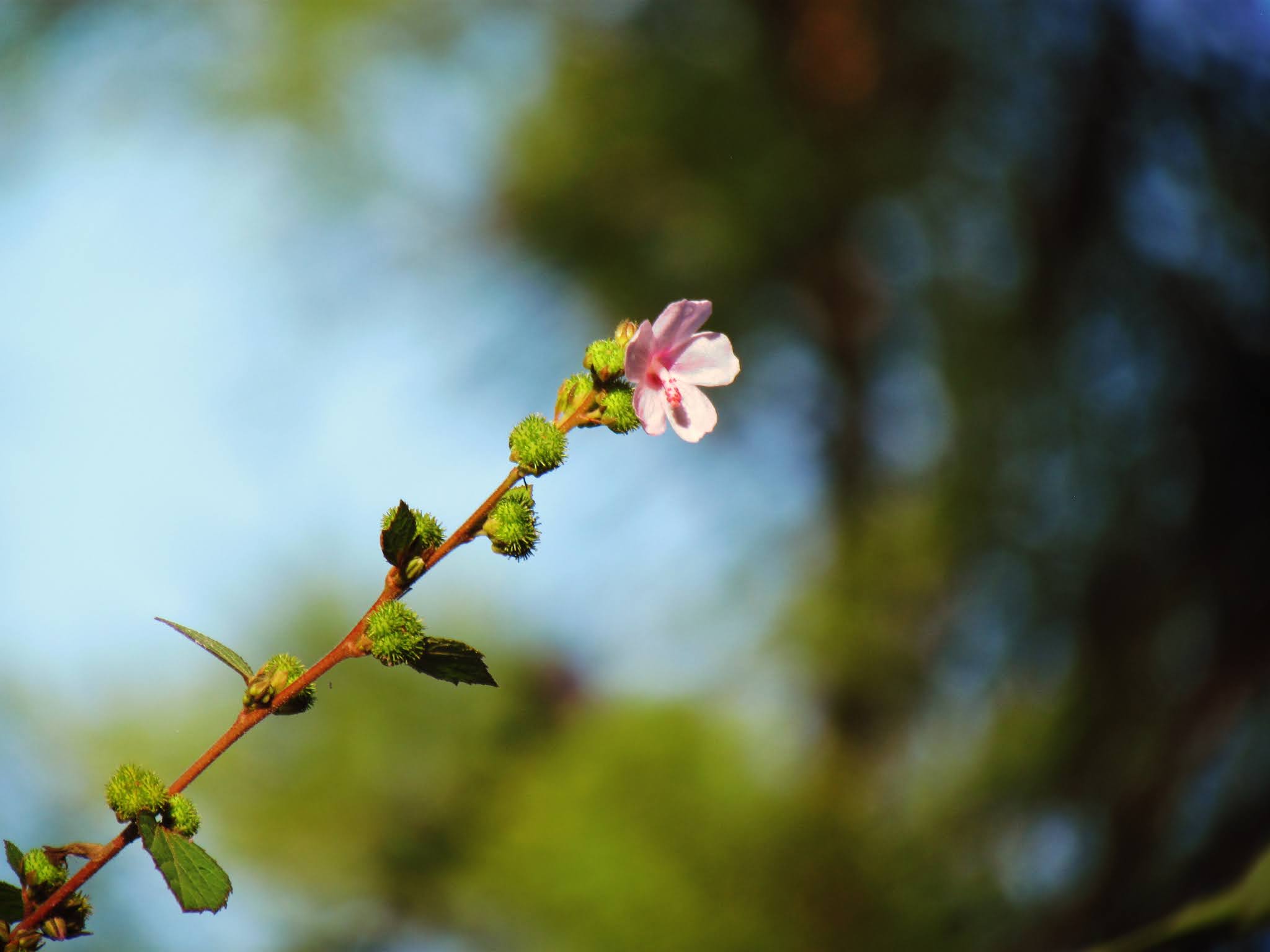 a pink flower on a blurred green background in the forest in mother nature