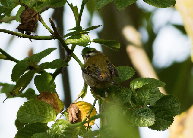 Firecrest - Spurn, Yorkshire