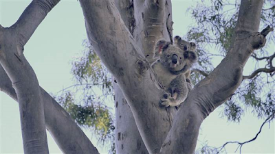 baby koala Phantom and mother returned  to wild 