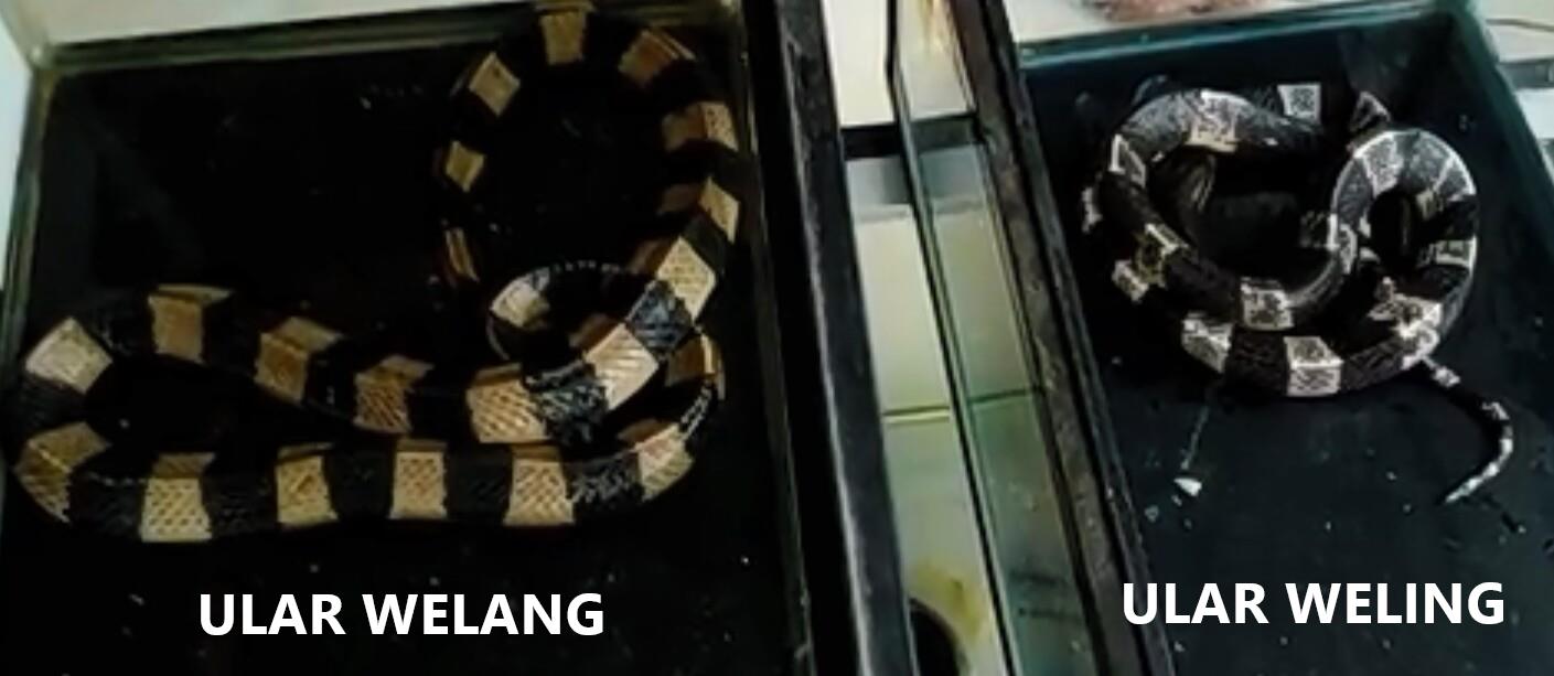 4 Perbedaan Ular Welang dan Weling LENGKAP!