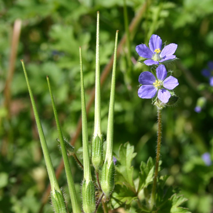 Toowoomba Plants Crows Foot