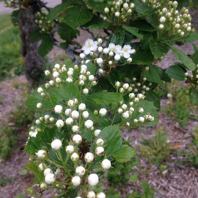 Long-Thorned Hawthorn Blossoms at the Arnold Arboretum