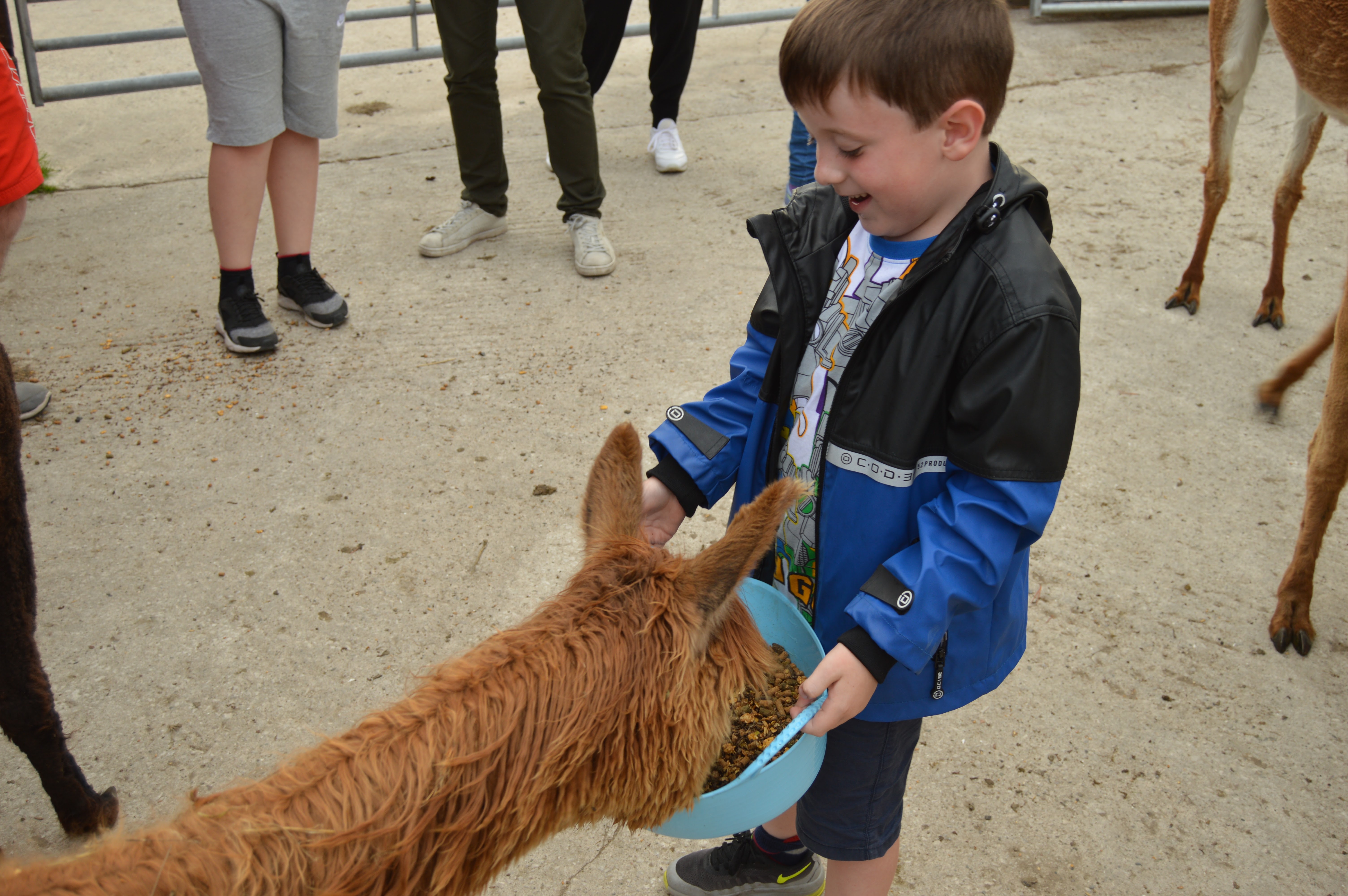 Boy feeding alpacas