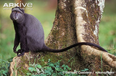 Cercopithecus mitis