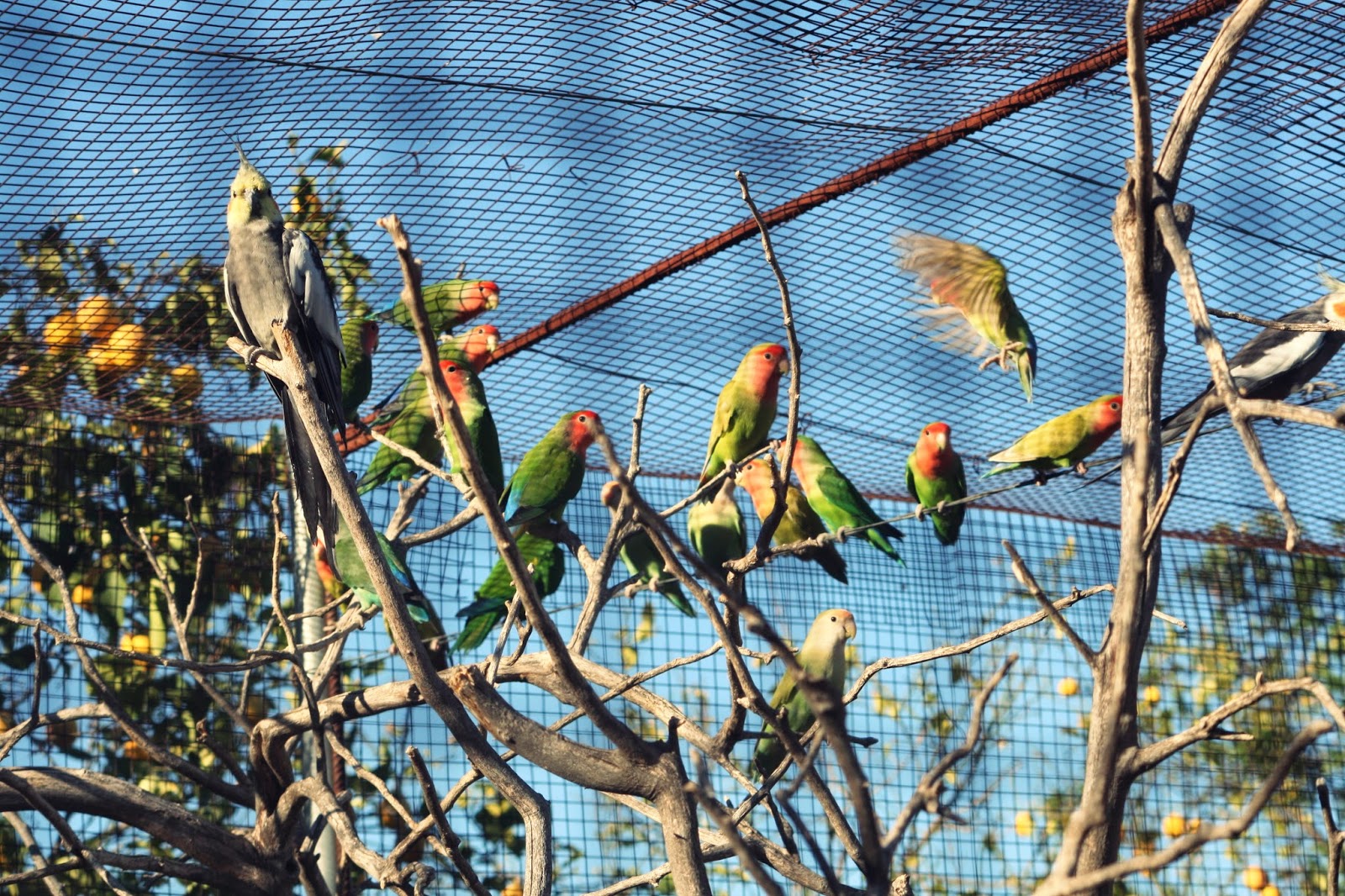 Dejando huella: Los Agapornis, los pájaros del amor