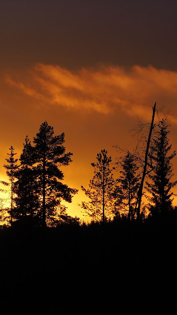 Sunset Forest Silhouette screen background Sunset Forest Silhouette screen background