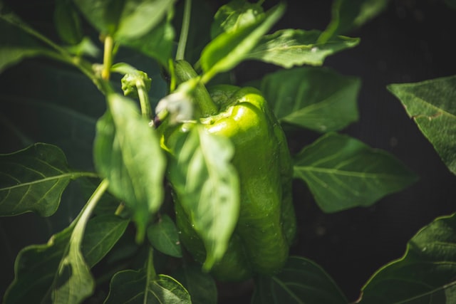 Bell pepper Capsicum