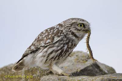 Mochuelo comiendo