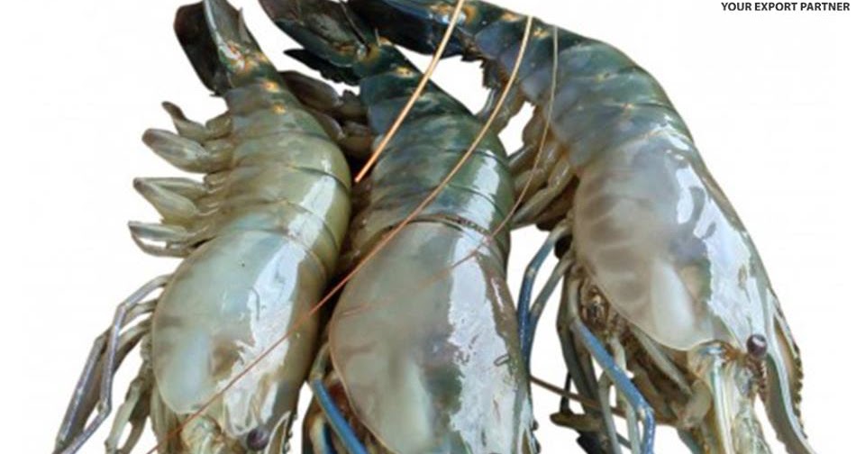 Product Export Prawn Export from Bangladesh