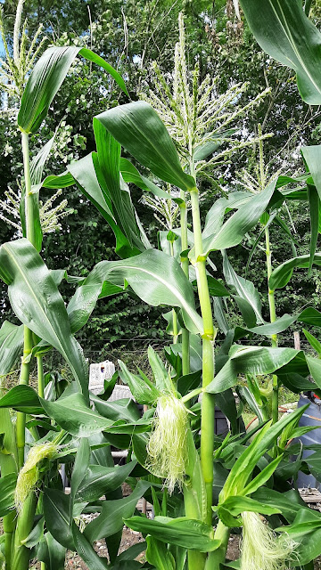 Growing corn on the cob