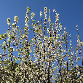 My Nice Garden Blue Butterfly Flower Clerodendrum Ugandense