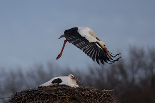 Naturfotografie Wildlifefotografie Lippeaue Weißstorch Storch