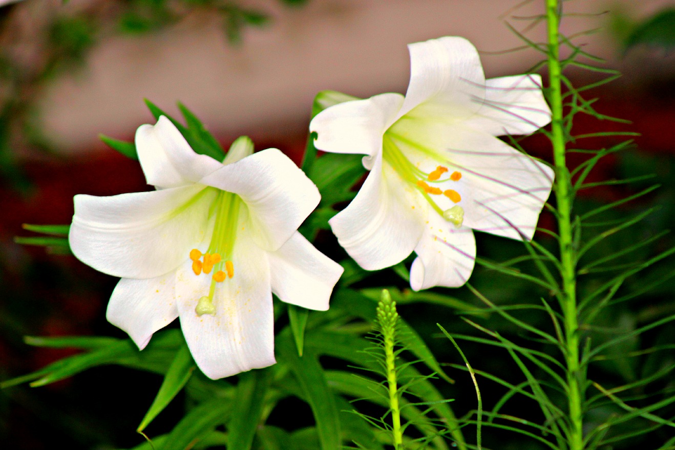 Easter Lilies Bloom In July