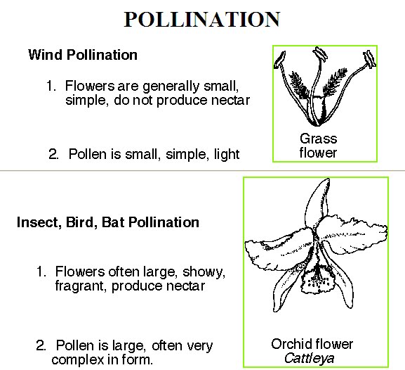 Difference Between Insect And Wind Pollinated Flowers My XXX Hot Girl