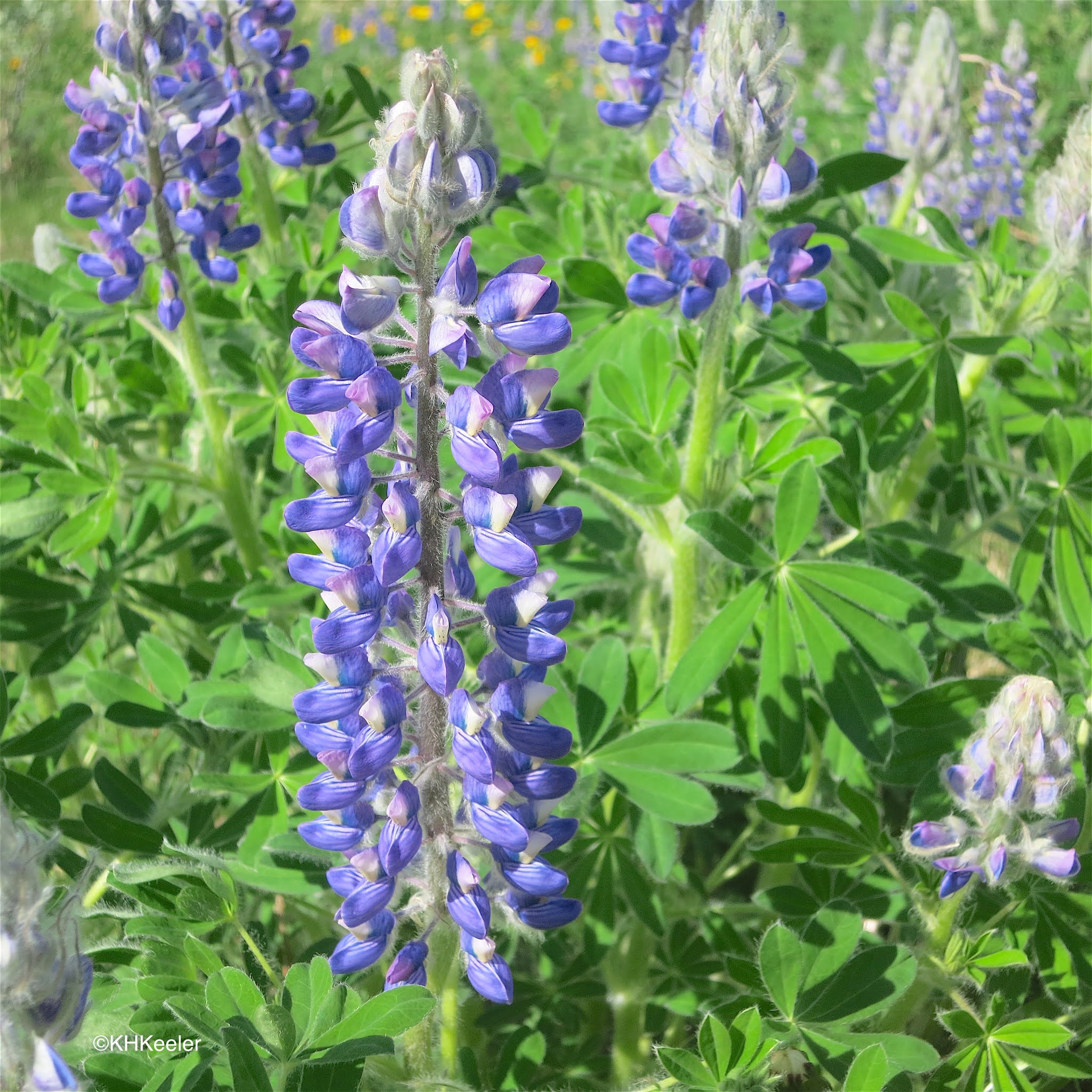 Lupine Leaves