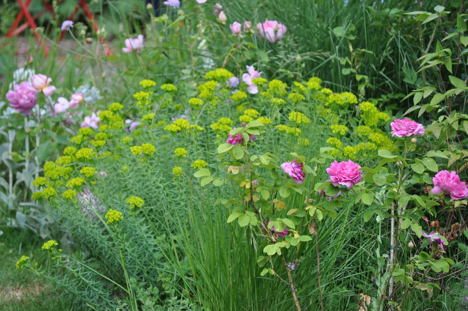 Stauden für trockene Böden!