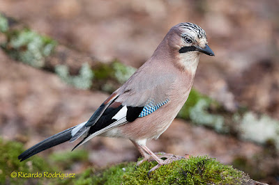 Garrulus glandarius - Eurasian jay