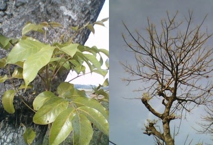 Pohon Kayu Jaran Penghijauan Bermanfaat Bagi Kesehatan Jaranan Mudah Ditemukan