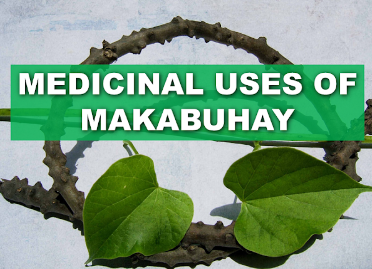 makabuhay plant related studies