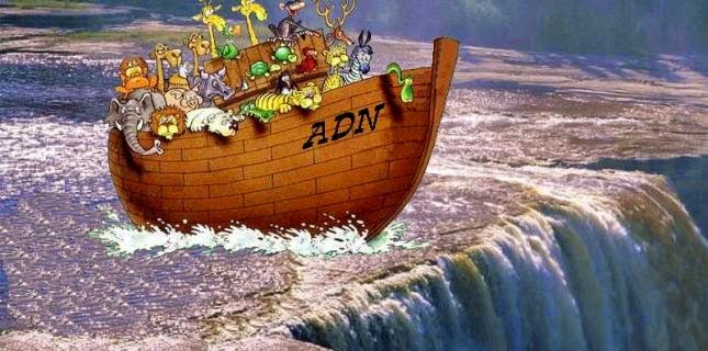 Noah1.jpg