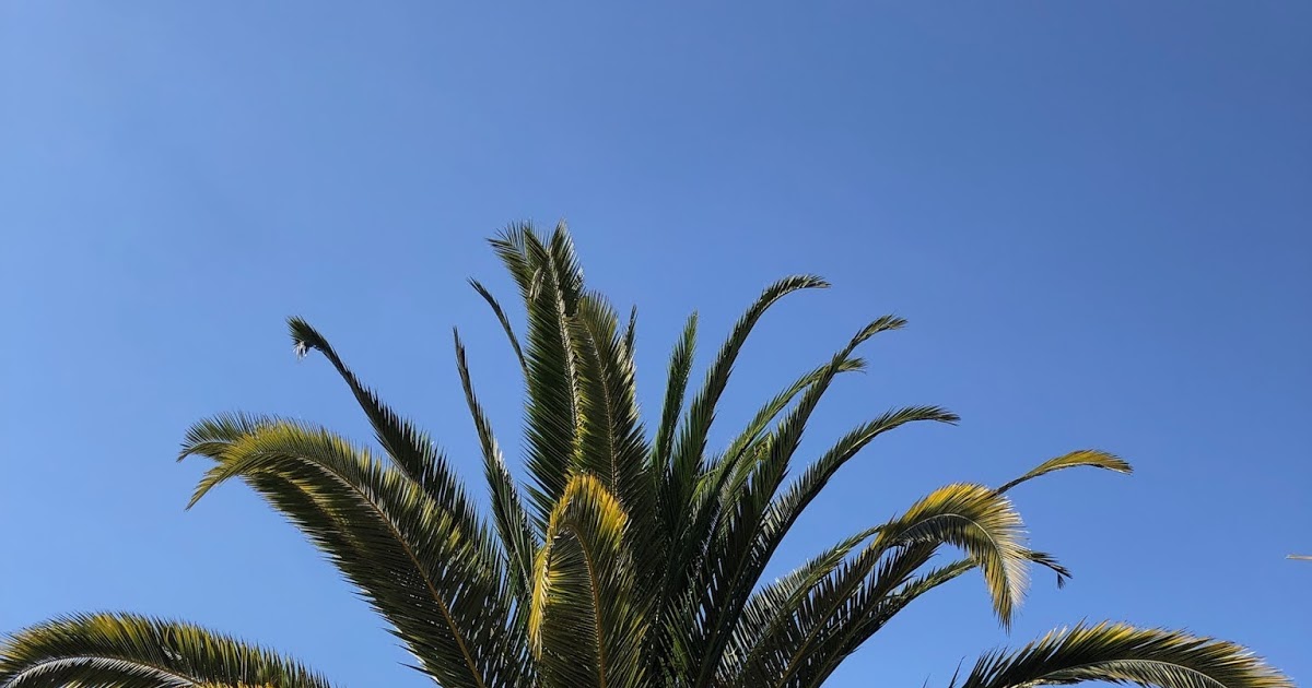 Gregory Palm Farms GREGORY PALM FARMS! California Premiere Palm Trees