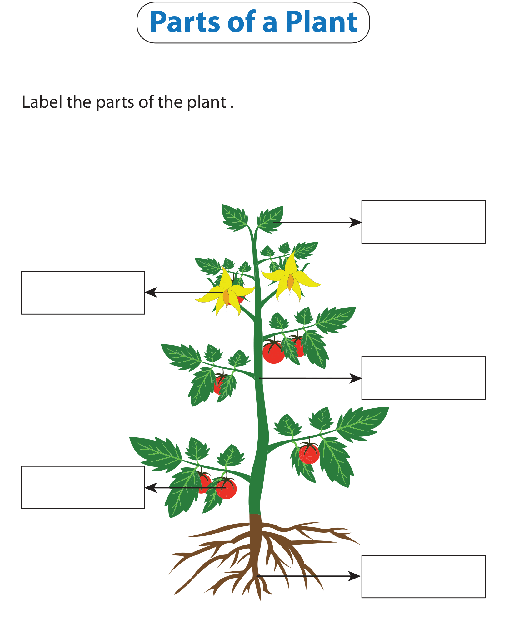 Plant 5 d. Части растения. Части растений задания. Части цветка задание. Worksheets for children English растения.