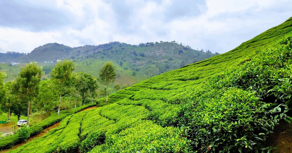 Tea gardens