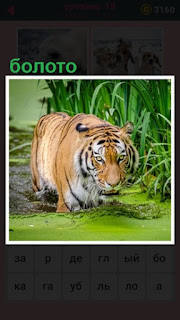  идет хищник тигр по болоту среди высокой травы