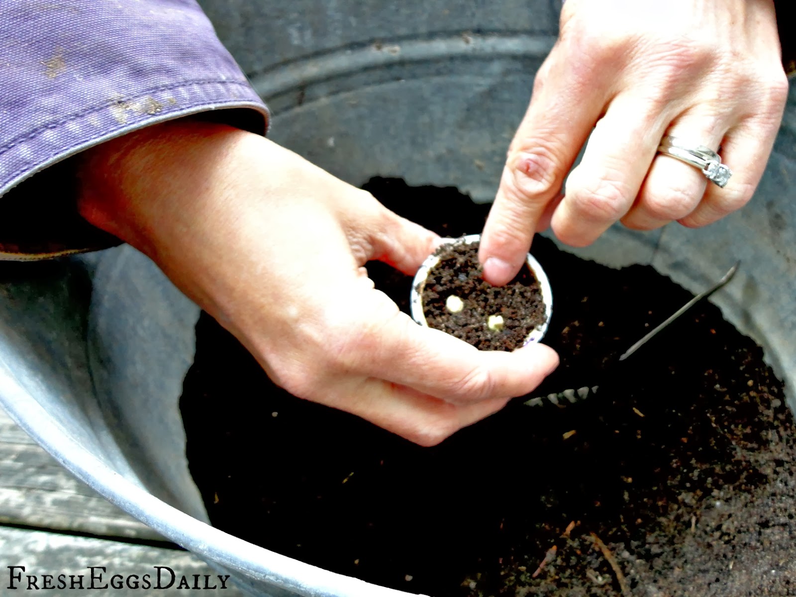 Planting Seeds In A Cup