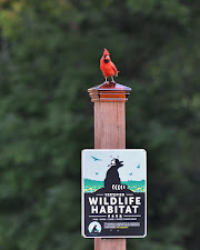 Certified Backyard Wildlife Habitat