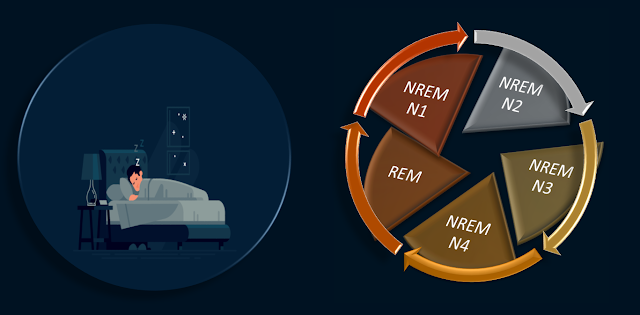 sleep cycle