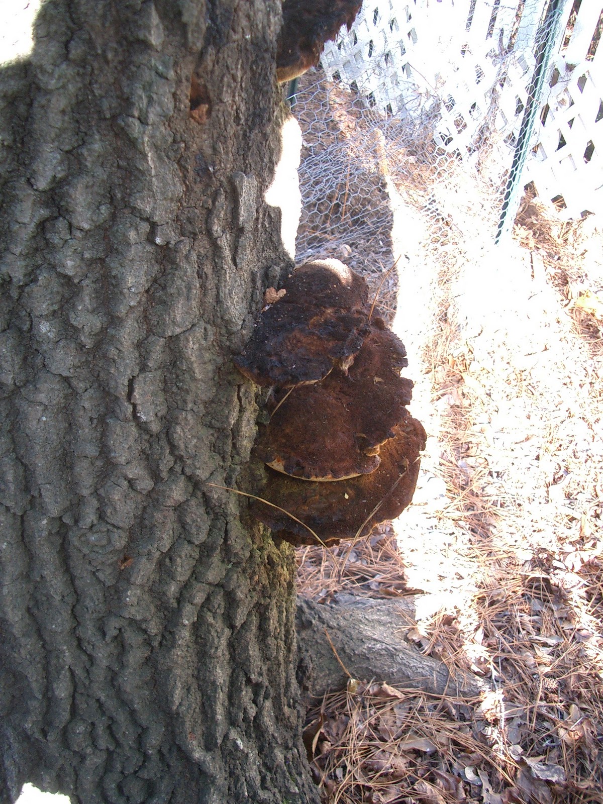 NCSU PDIC: Sample of the Week: Canker Rot on Oak