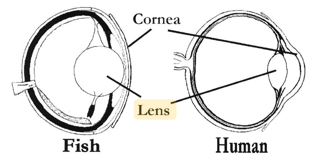 опишите органы зрения рыб. роговица рыб. глаза животных. как устроен глаз рыбы. роговица рыб.
