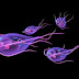 Pathogenic flagellates: Giardia lamblia, causative agent for Giardiasis