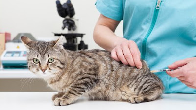 como funciona a vacina para gatos