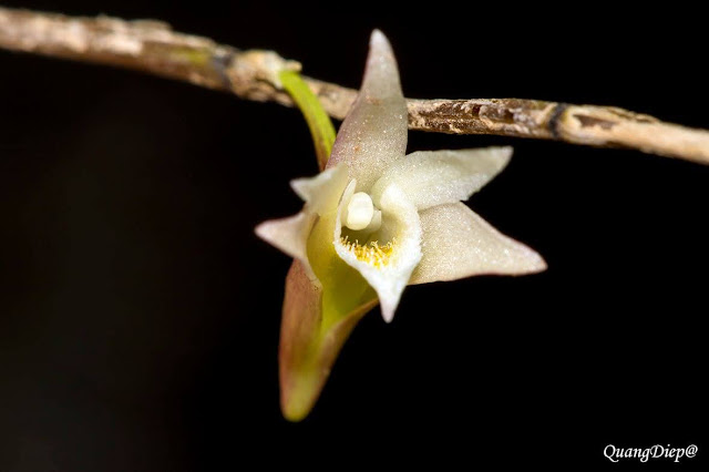 Dendrobium lagarum