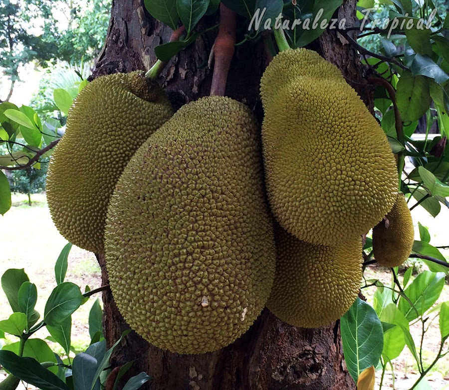 Otra foto de los frutos de Artocarpus heterophyllum
