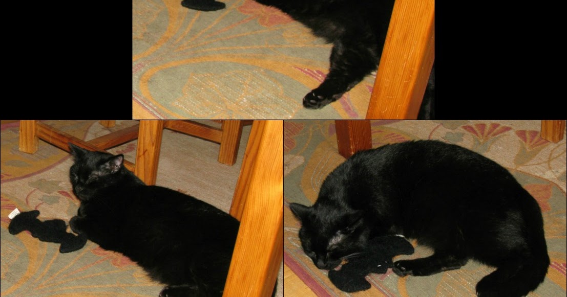 Ponder the cat Relationship status "It's complicated"