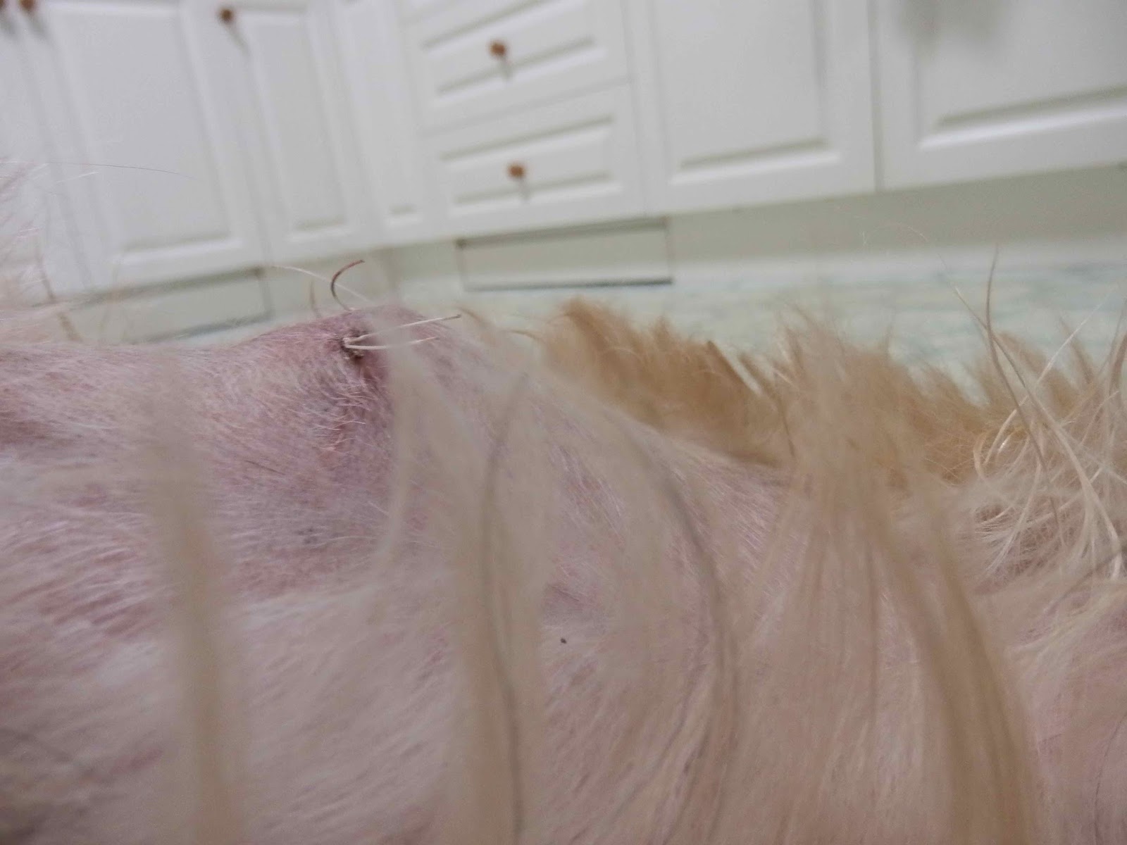 My dog swelling after lipoma surgery