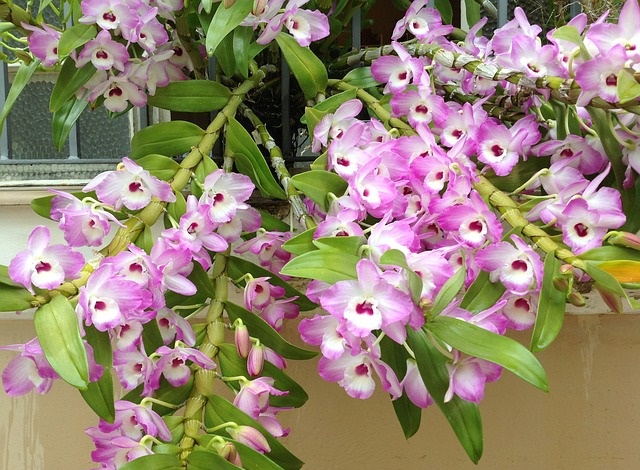 Cantinho verde - horta e jardim: Orquídea Dendrobium Nobile: Cuidados