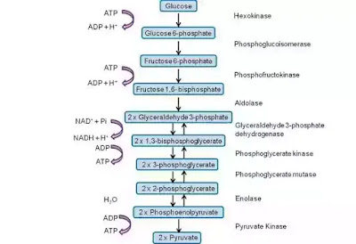 Glycolysis class 10 Class 10 glycolysis