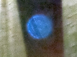 blue striped orb